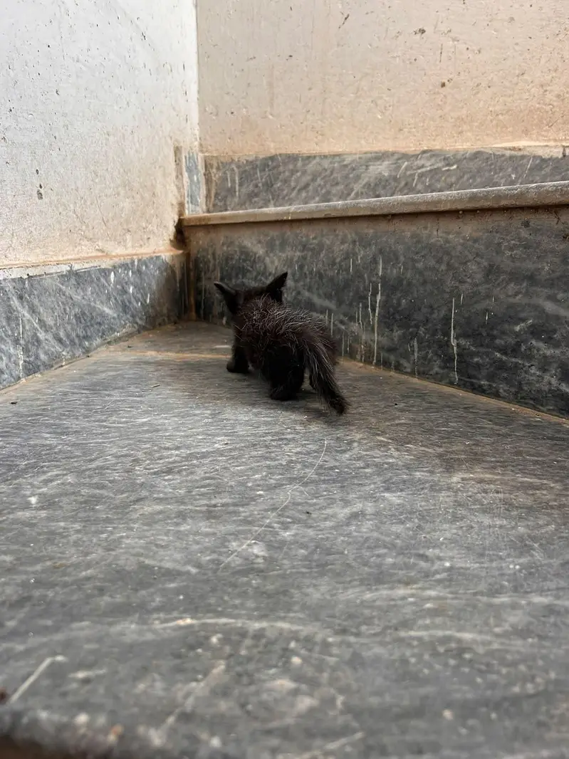 beautiful kitten for sale — photo 8