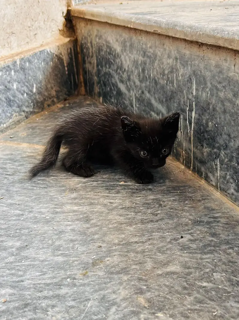 beautiful kitten for sale — photo 9