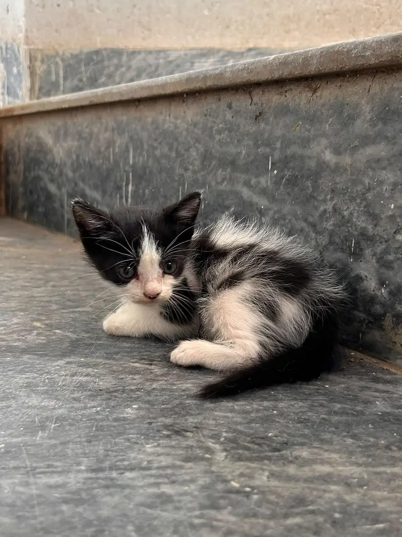 beautiful kitten for sale — photo 10