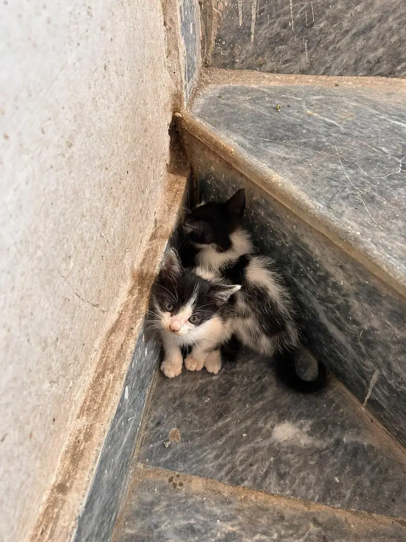 beautiful kitten for sale — photo 11