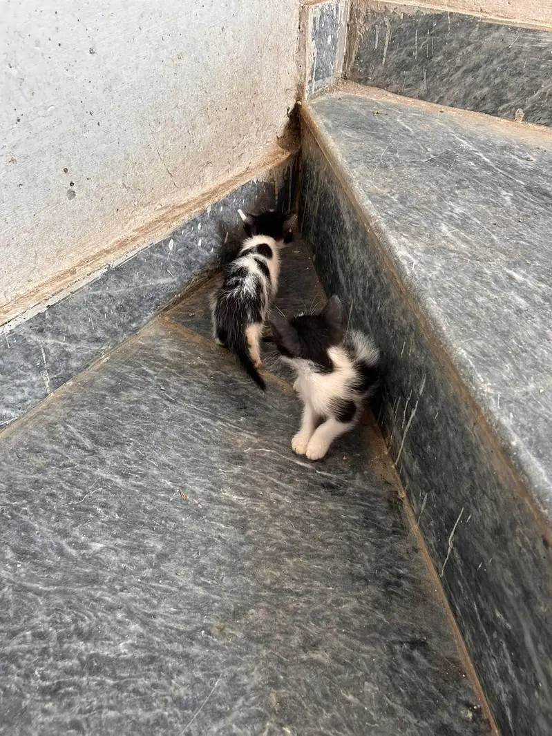 beautiful kitten for sale — photo 12