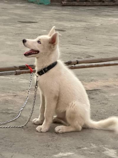 Blue eyes stock coat male age 5 months looking or a new home