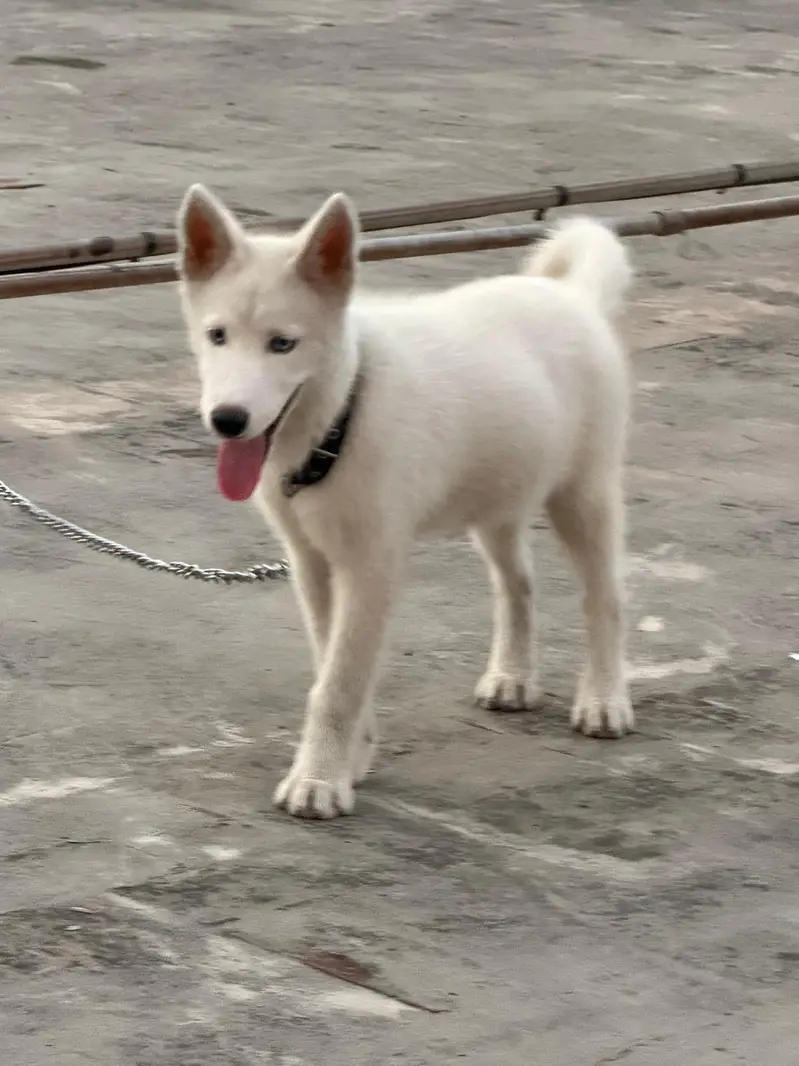 Blue eyes stock coat male age 5 months looking or a new home — photo 4