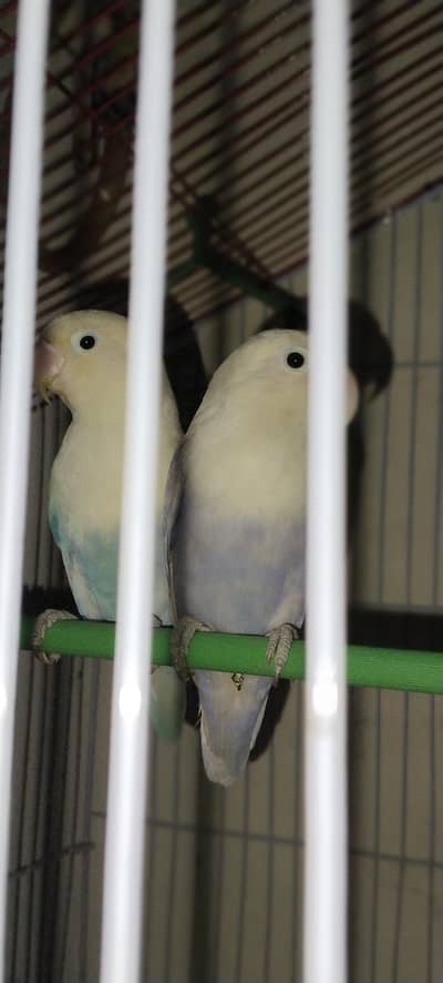 love bird for sale pair.