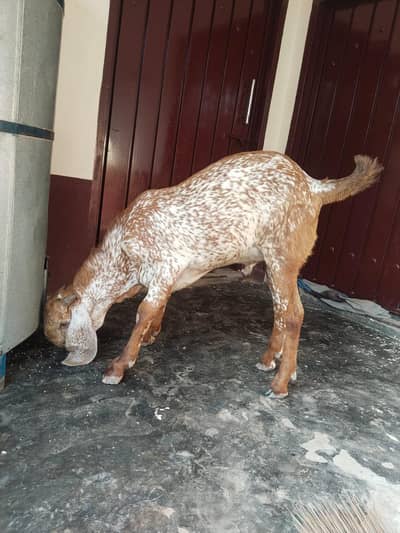 desi Bakra for sale call me03230718297