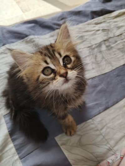kitten cats
