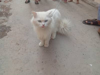 White persian cat long hair and Tail