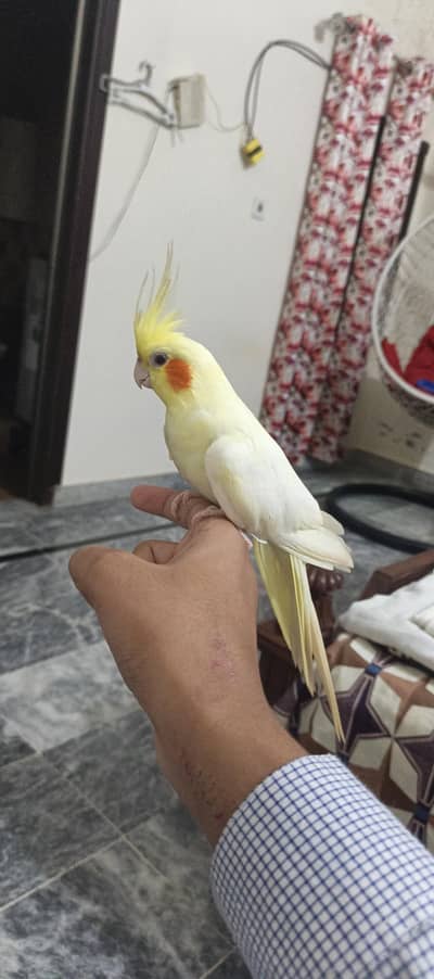 hand tame, friendly cockatiel breeder female
