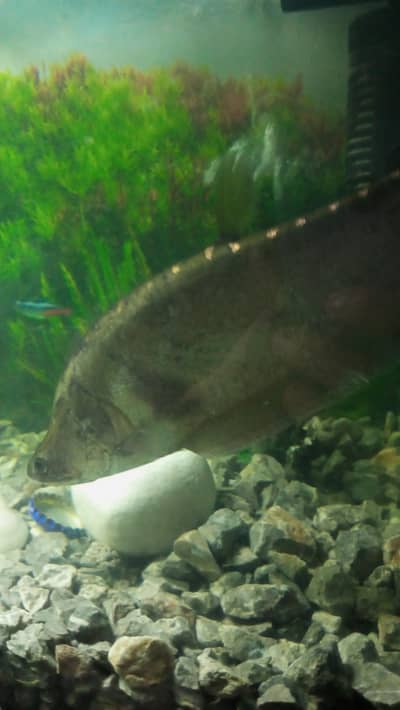 knife fish for sale