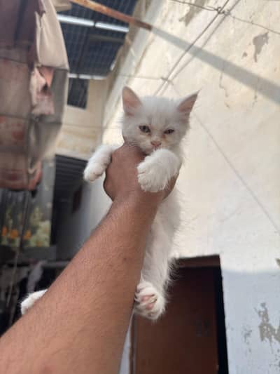 male kitten 2 month age