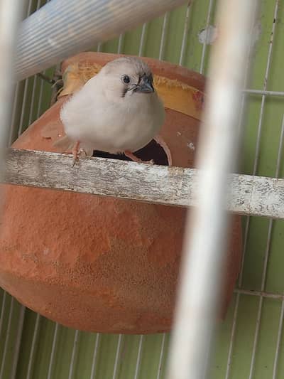 Finches Female