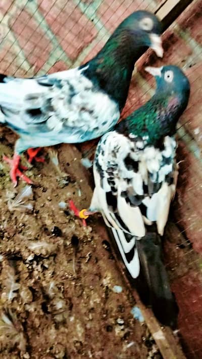 royal teady pair ,  chohy pair  ,,,nela kumanghar pair , wehshi female