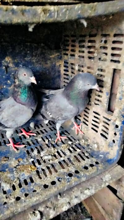 ,,,nela kumanghar pair ,