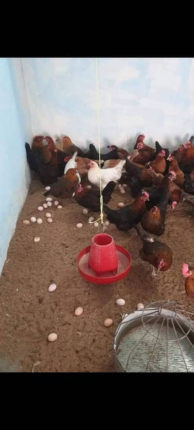 egg aur murgi aur murga available