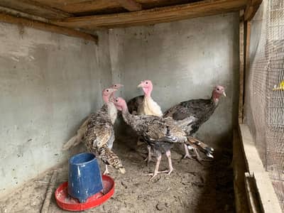 turkey hens