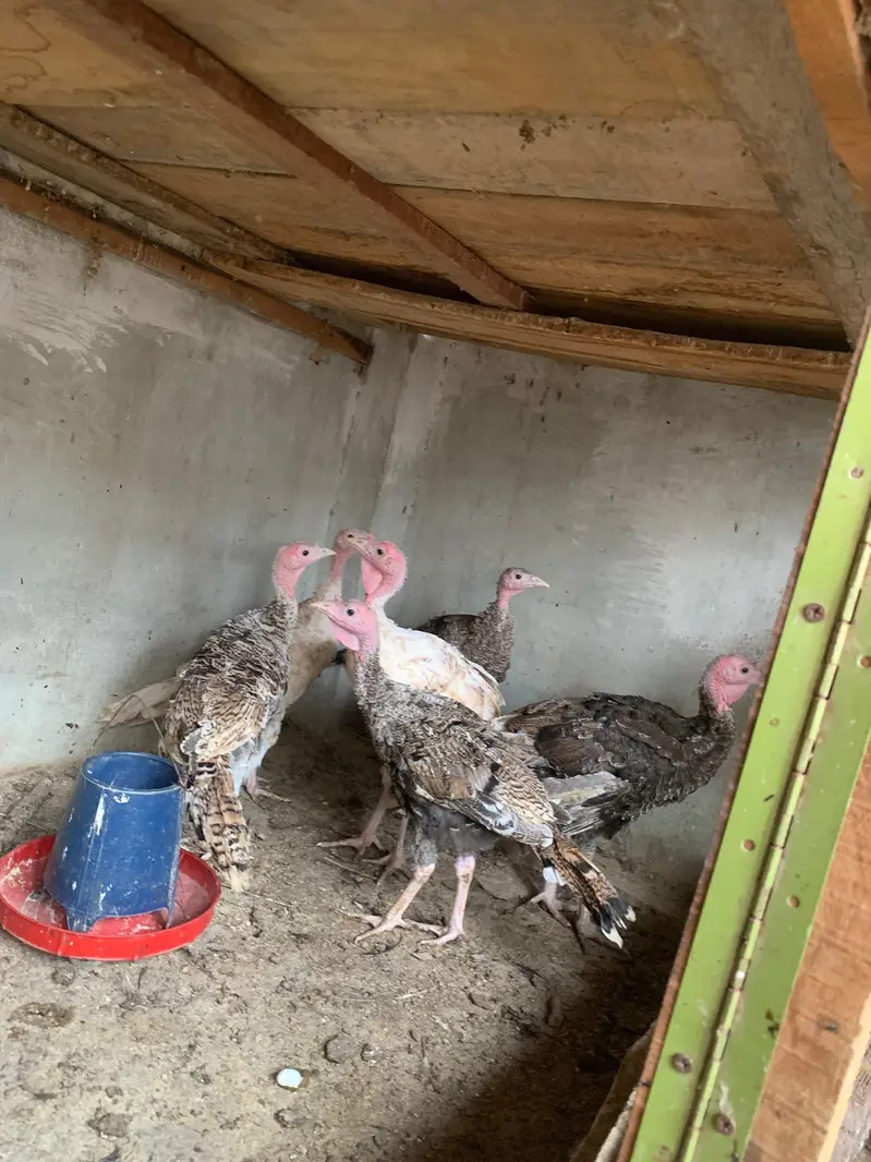 turkey hens — photo 2