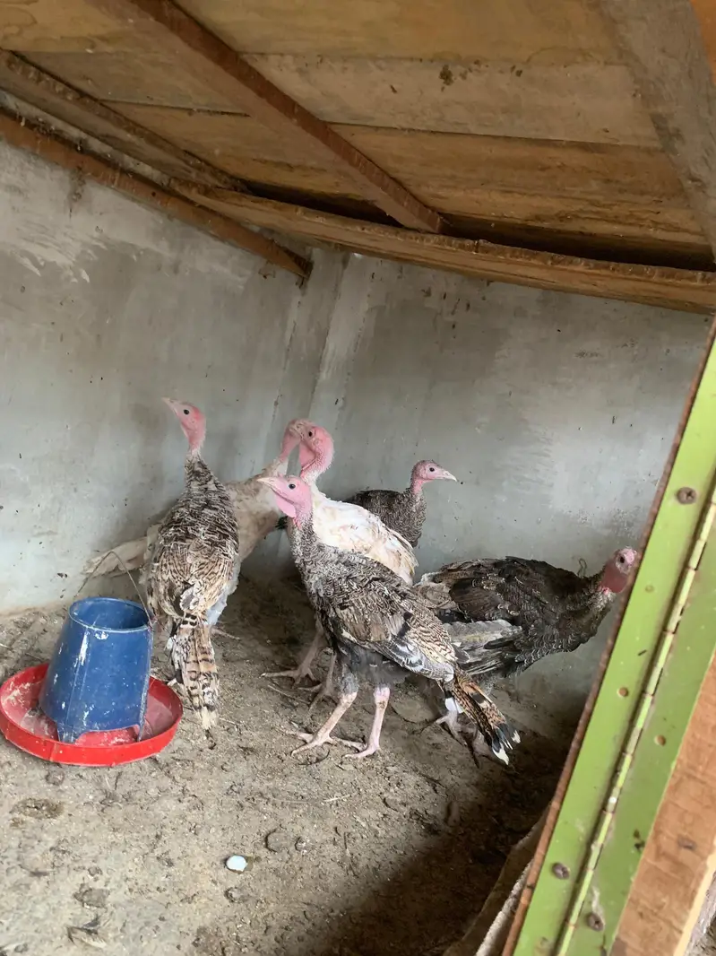 turkey hens — photo 3