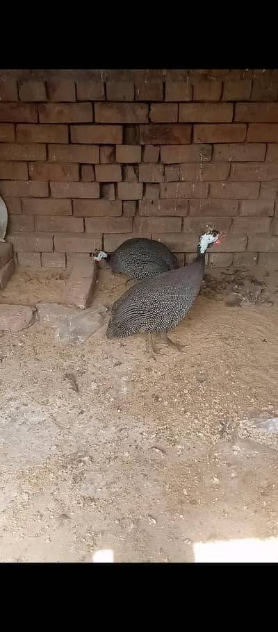 for sale