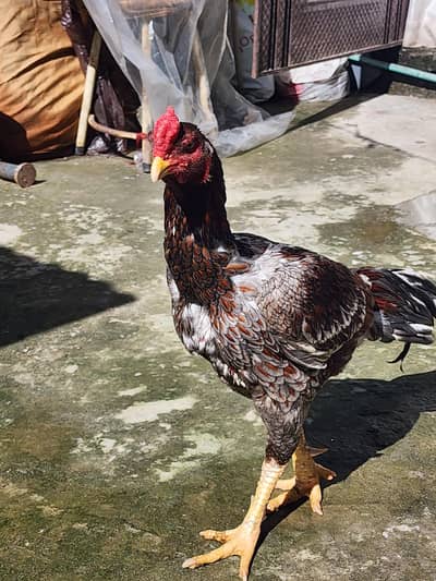 aseel lasani murgha  for sale good condition