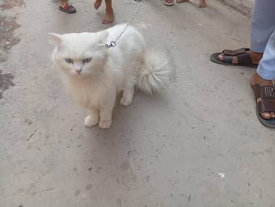 White persian cat long hair and Tail