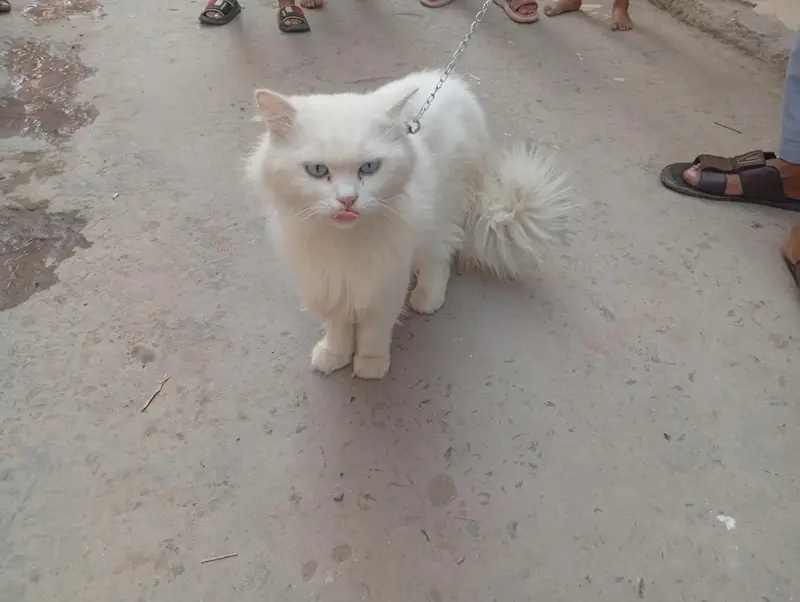 White persian cat long hair and Tail — photo 2