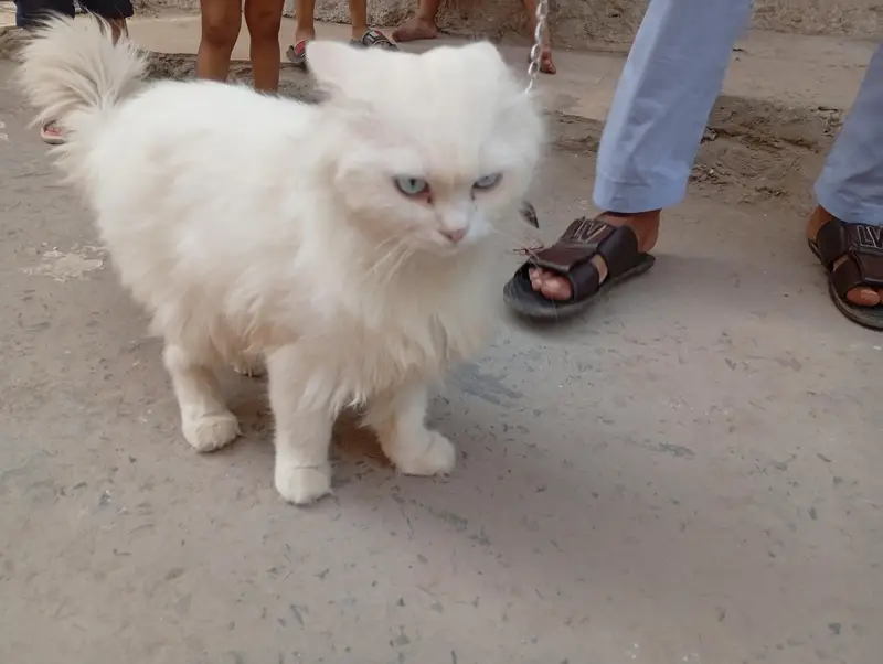 White persian cat long hair and Tail — photo 3