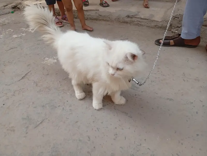 White persian cat long hair and Tail — photo 4