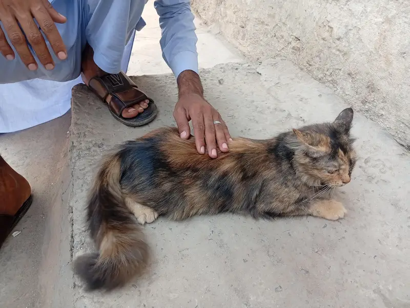 White persian cat long hair and Tail — photo 6