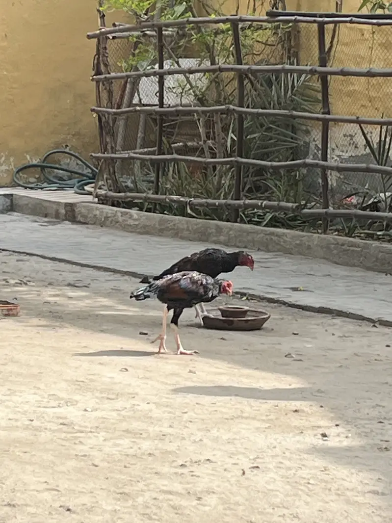 Aseel Mianwali — photo 2
