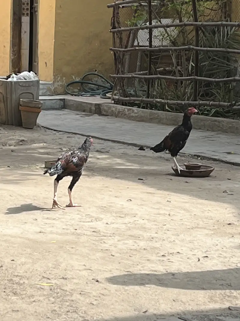 Aseel Mianwali — photo 3