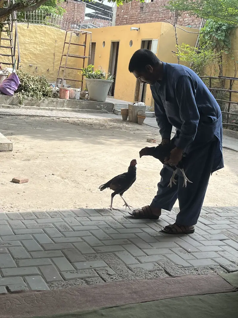 Aseel Mianwali — photo 4