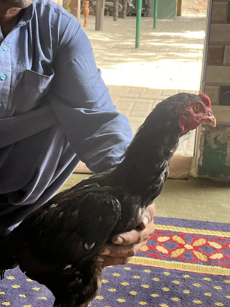 Aseel Mianwali — photo 5