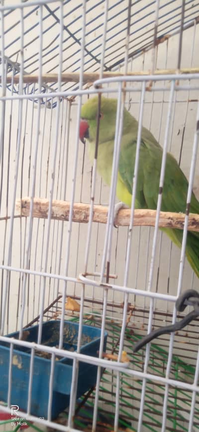 semi tame female 03127093372