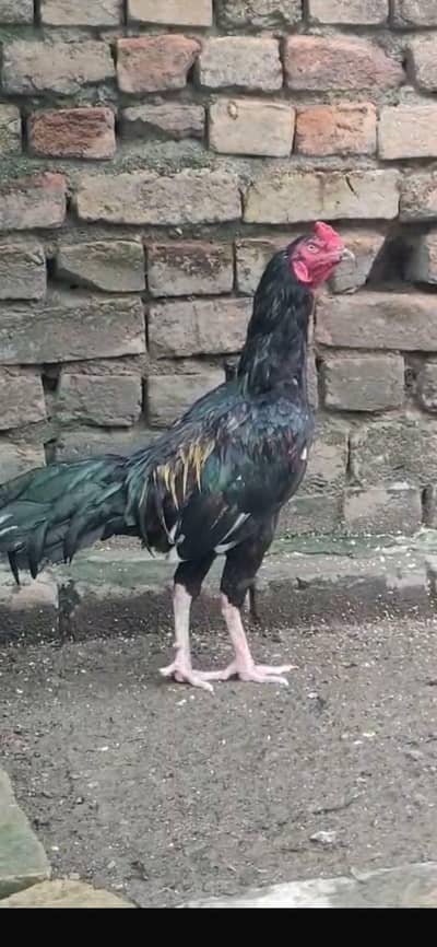 aseel Heera and aseel black