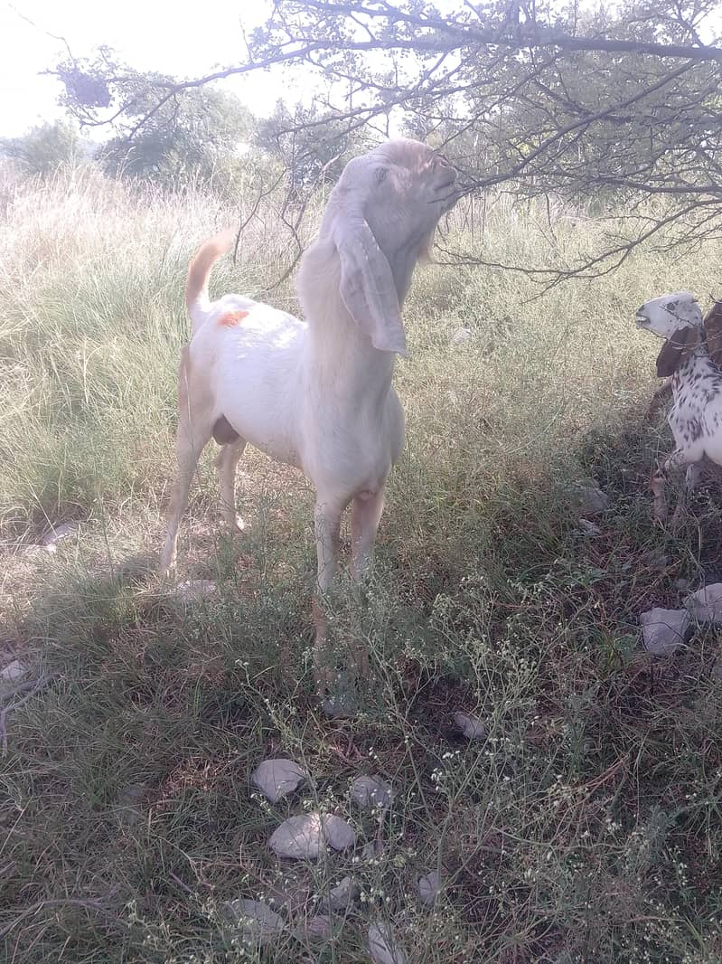 bakra 0