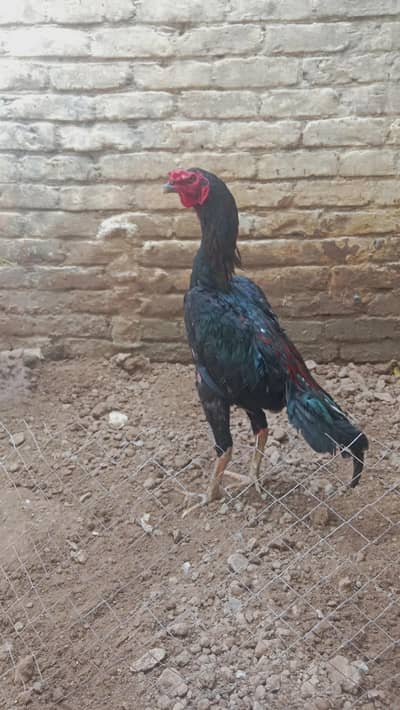 Young aseel male for sale