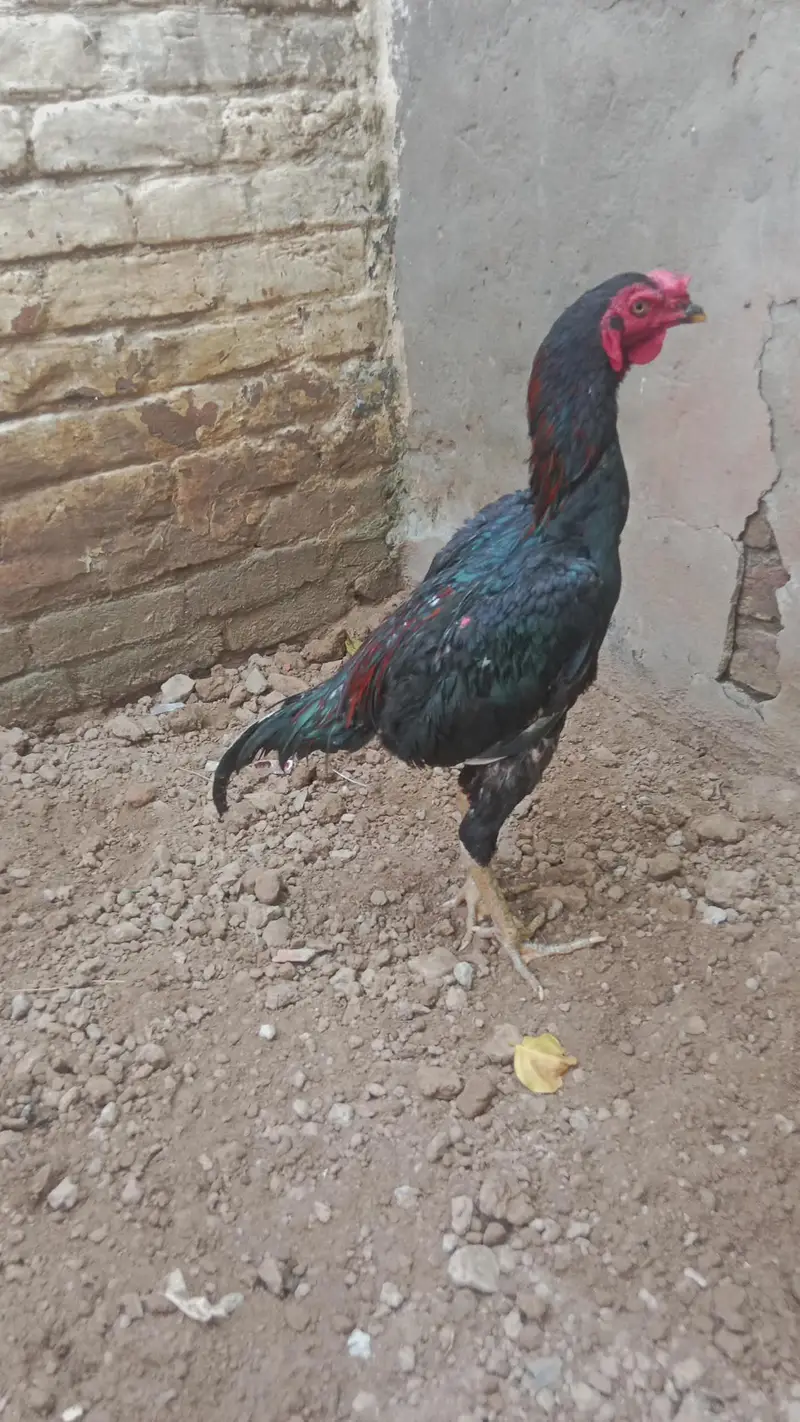 Young aseel male for sale — photo 2