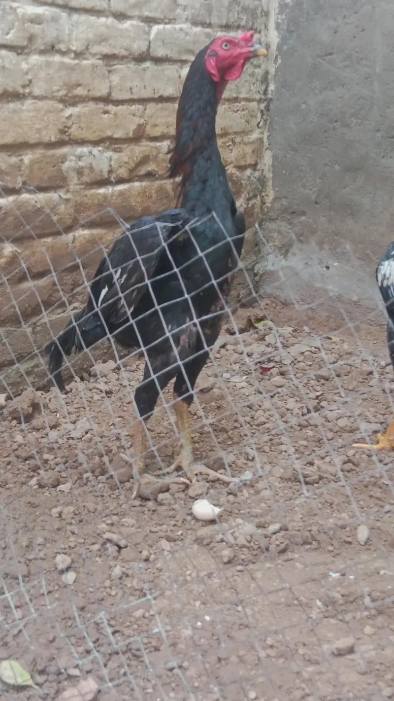 Young aseel male for sale — photo 3