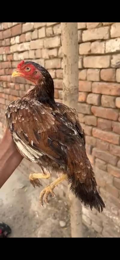 amroha clr my rezzi 0 size mazbot madi hai shok banany wali