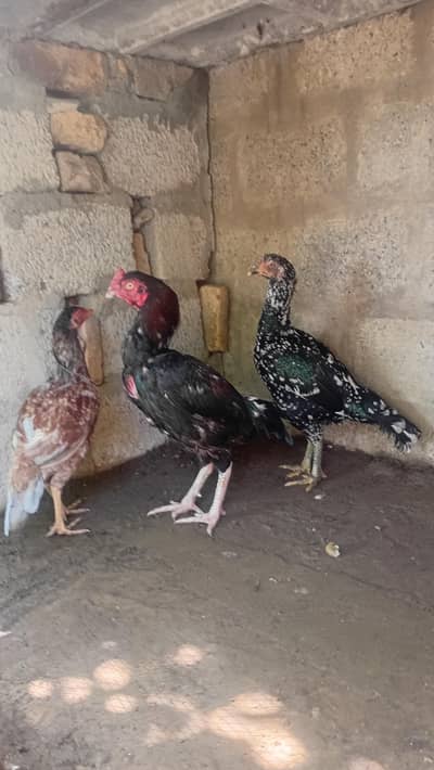 1 male 5 female aseel hen