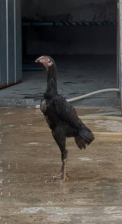 PURE BLACK SHAMO