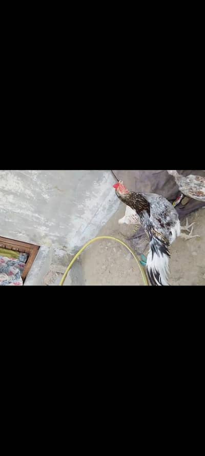 Aseel murga mianwali khaki nasal