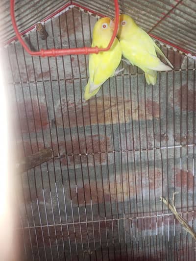 love bird creameno