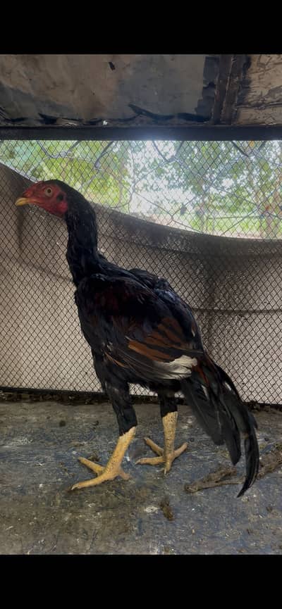 High quality Murgay for sale