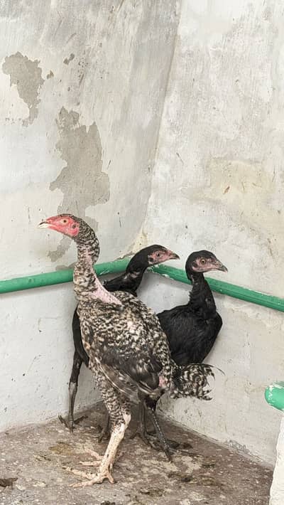 1 male 2 female. I want to sell my Aseel hens.