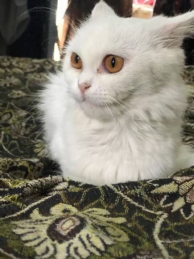 Persion Cat Triple Coat
