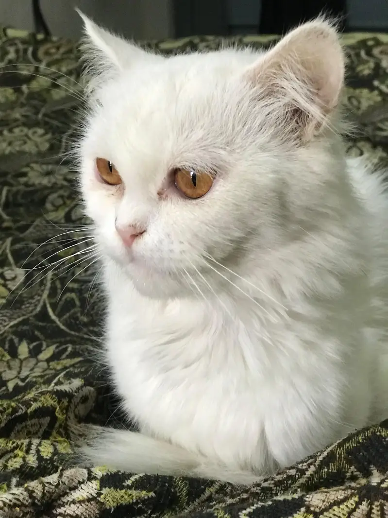 Persion Cat Triple Coat — photo 2