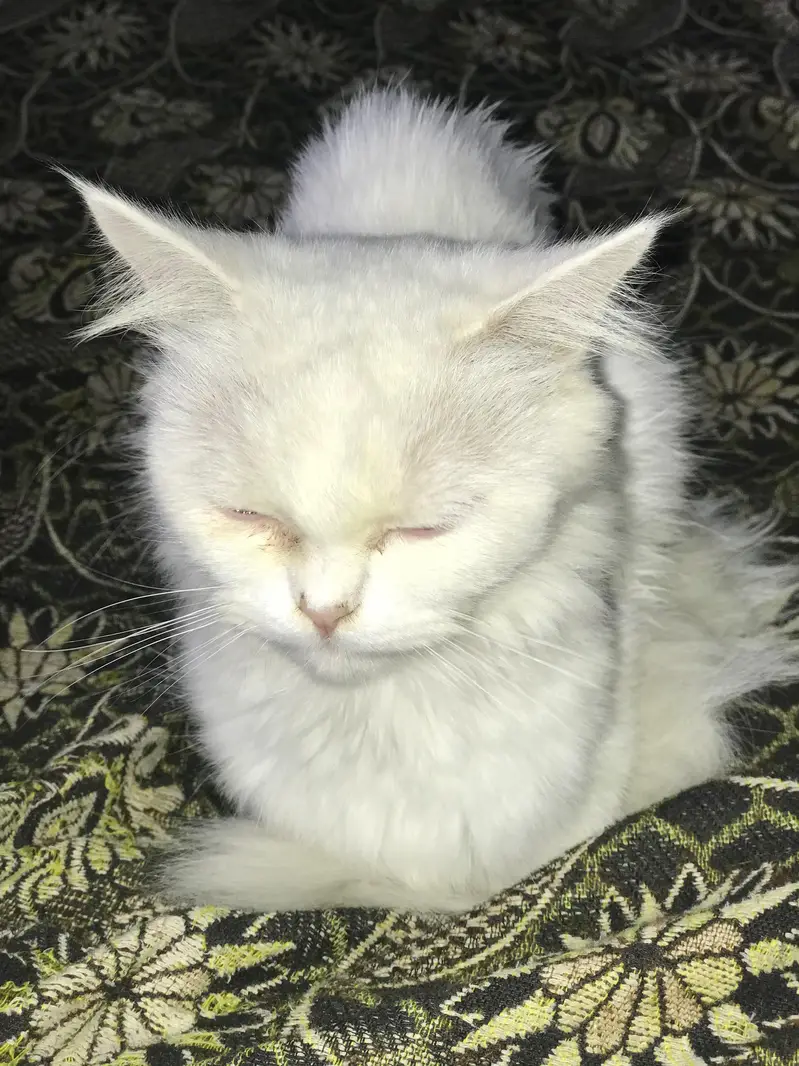 Persion Cat Triple Coat — photo 3