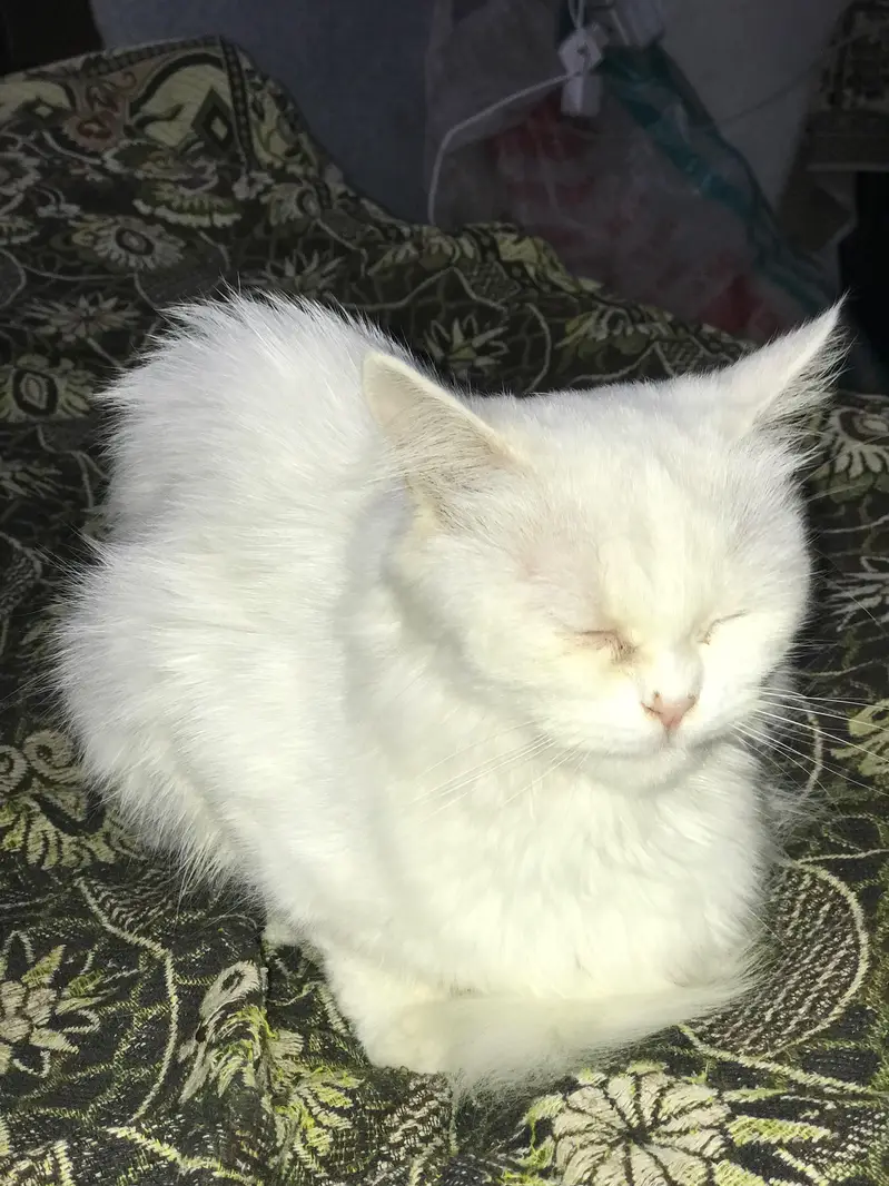Persion Cat Triple Coat — photo 4