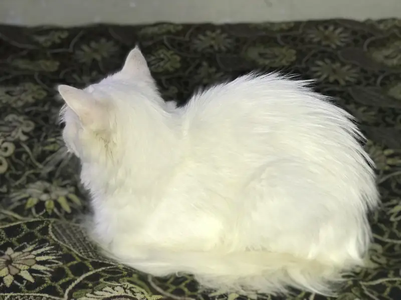 Persion Cat Triple Coat — photo 5